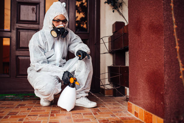 Reliable Wasp Removal contractor in Carrollwood, FL by Show Me Pest Control